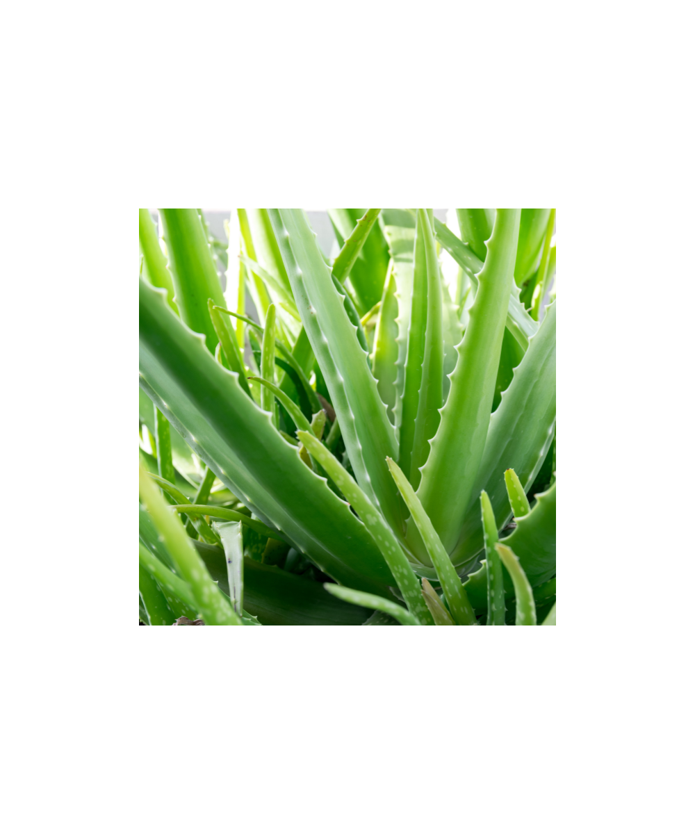 NATURETICA Aloe Vera EXTRA